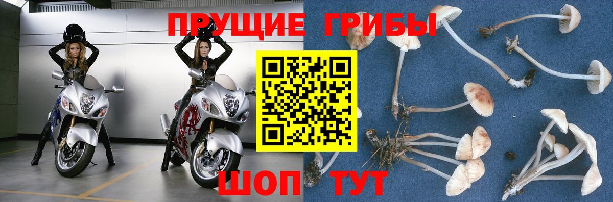 Псилоцибиновые грибы Psilocybe  Вход с VPN  магазин  наркотиков  Керчь 